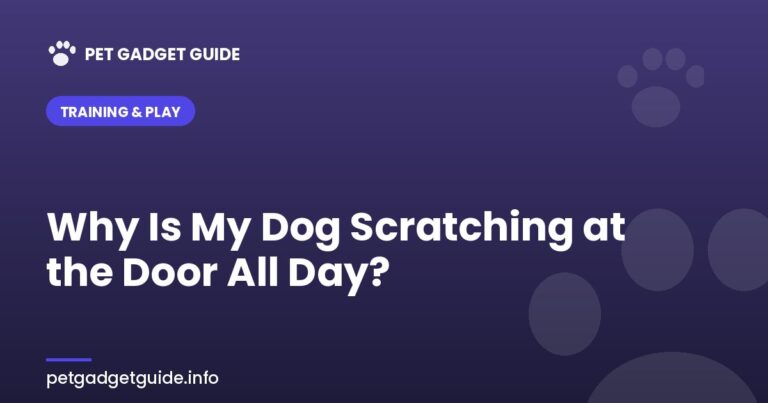 Dog Scratching at the Door All Day? Causes and Fixes