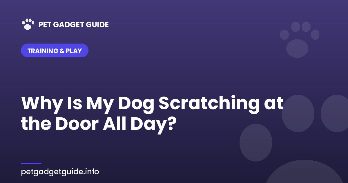 Why Is My Dog Scratching at the Door All Day? How to Stop Separation Anxiety Before It Gets Worse