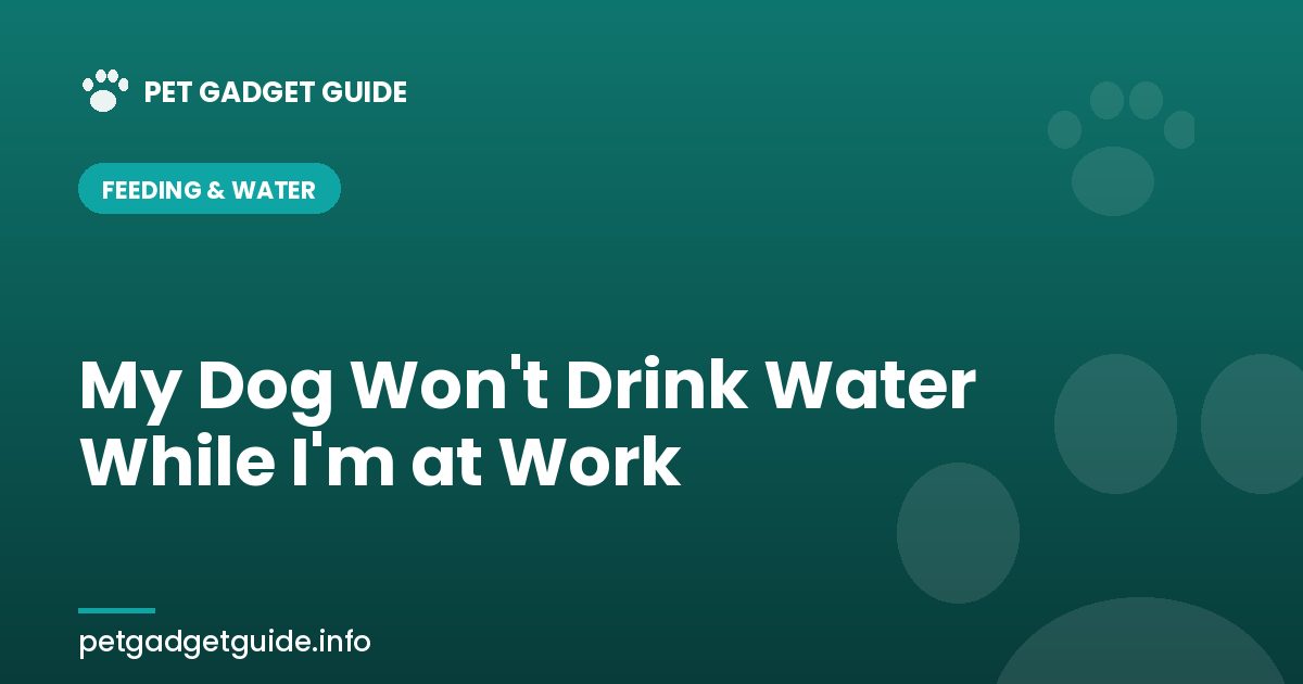 My Dog Won't Drink Water While I'm at Work — What's Going On and How Do I Fix It?