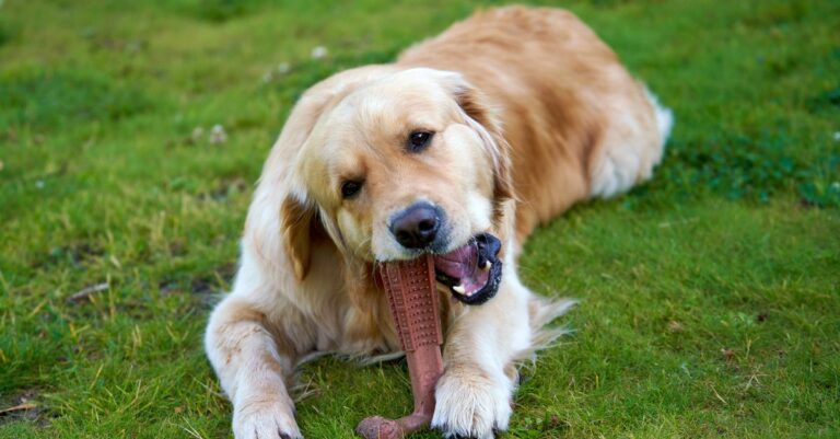 Why Does My Dog Chew Everything? How to Stop It