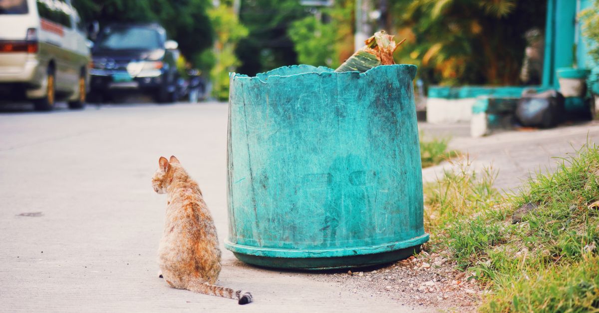 Why Is My Cat Not Using the Litter Box? Causes and How to Fix It