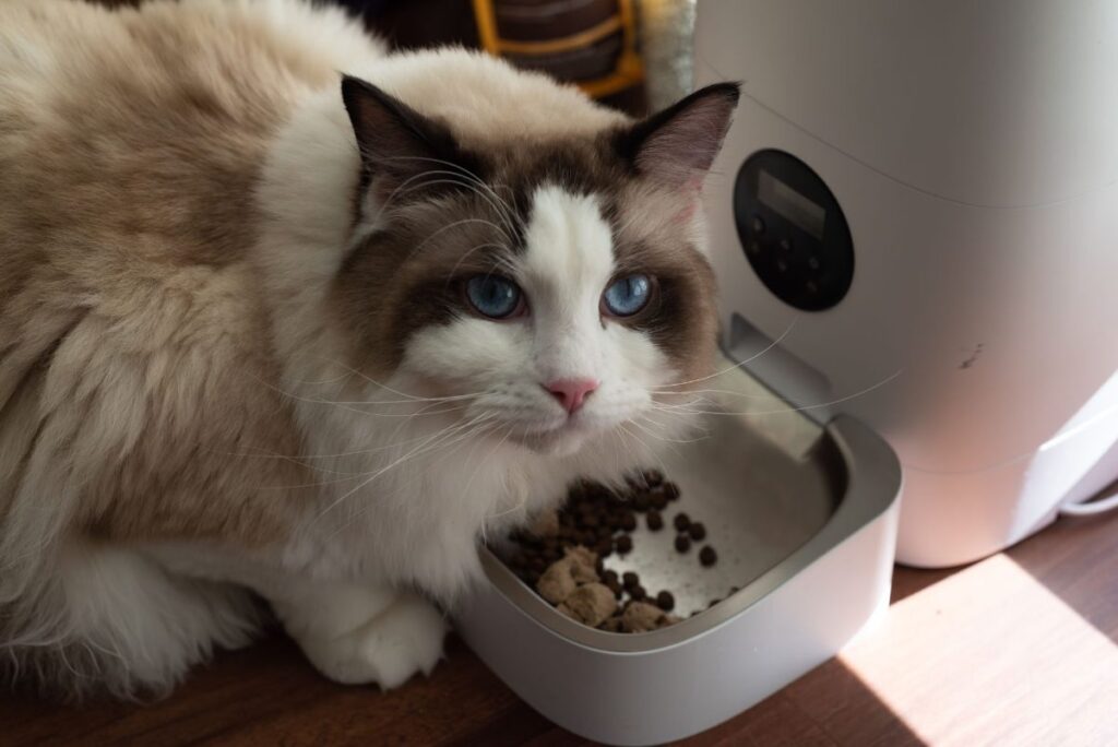 Cat eating from an automatic feeder, the product type covered in this automatic pet feeder study