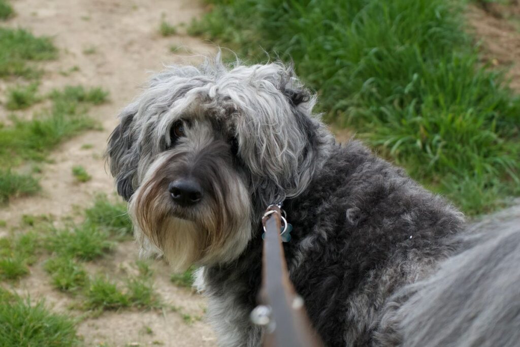 Budget dog gadgets: comfortable leads for everyday walks