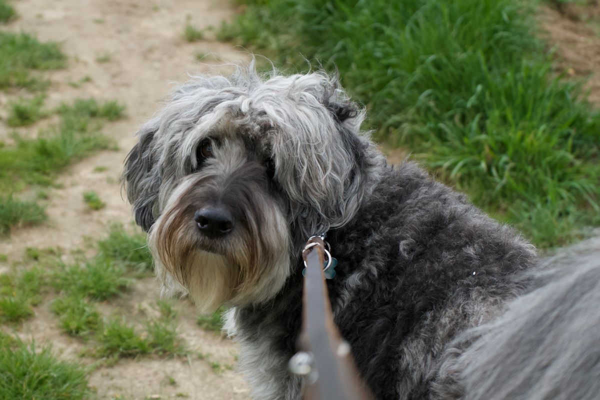 Best dog leashes for pullers, dark walks and runs