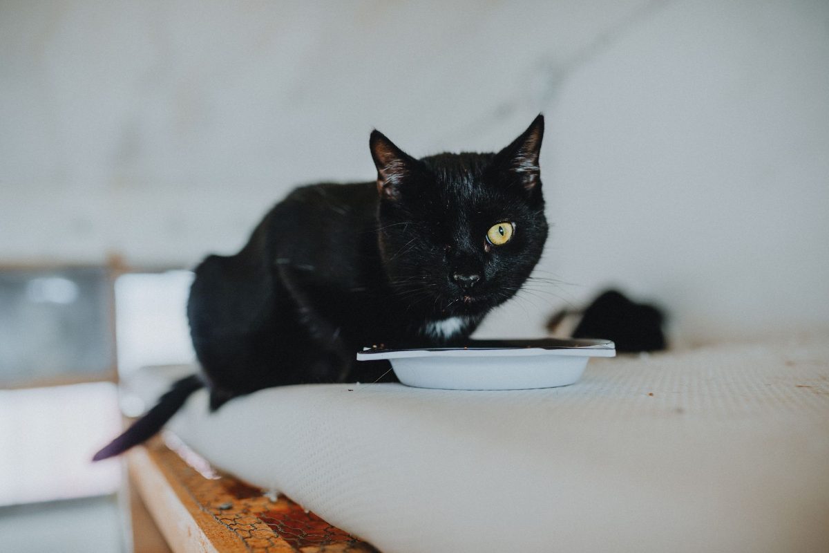 Single cat eating calmly from a bowl in a quiet indoor feeding spot