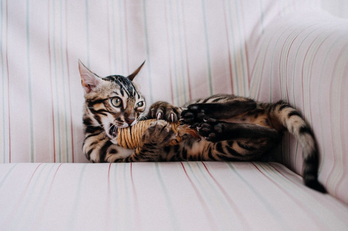 Cat playing with a toy indoors after a toy rotation