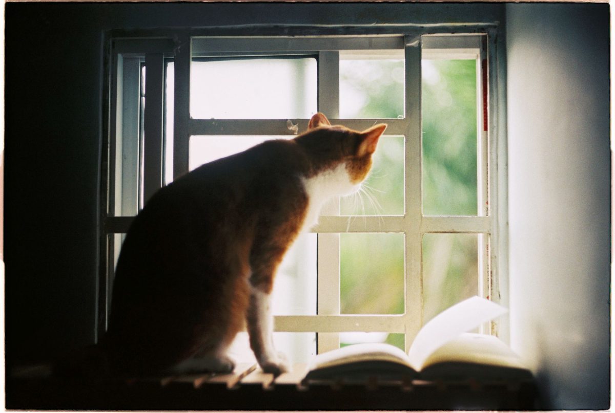 Cat watching the street from a window perch, the simplest fix for a cat bored alone
