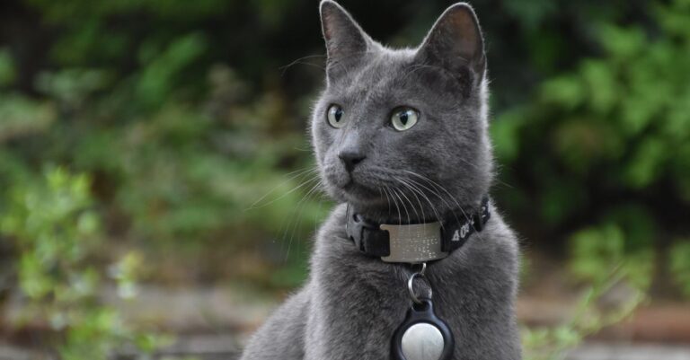 AirTag Dog Collar Holder: Honest GOCII 2-Pack Review