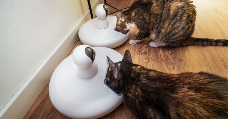 How to Choose an Automatic Cat Feeder for Multiple Cats