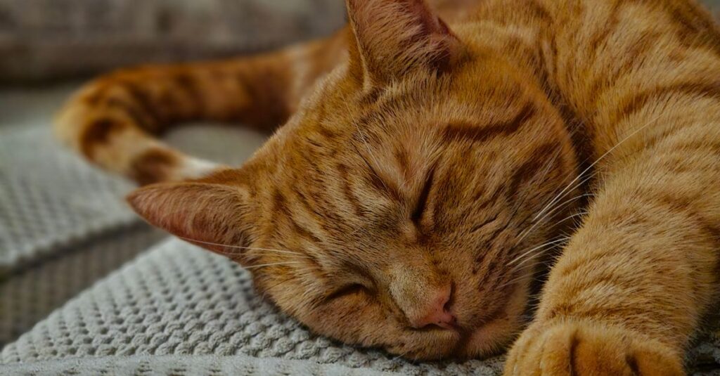 Budget cat gadgets: fountain, feeders and a feeding mat for a cat home
