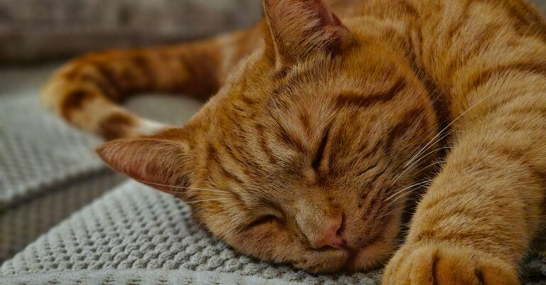 Budget Cat Gadgets: 7 Affordable Picks That Earn Their Keep