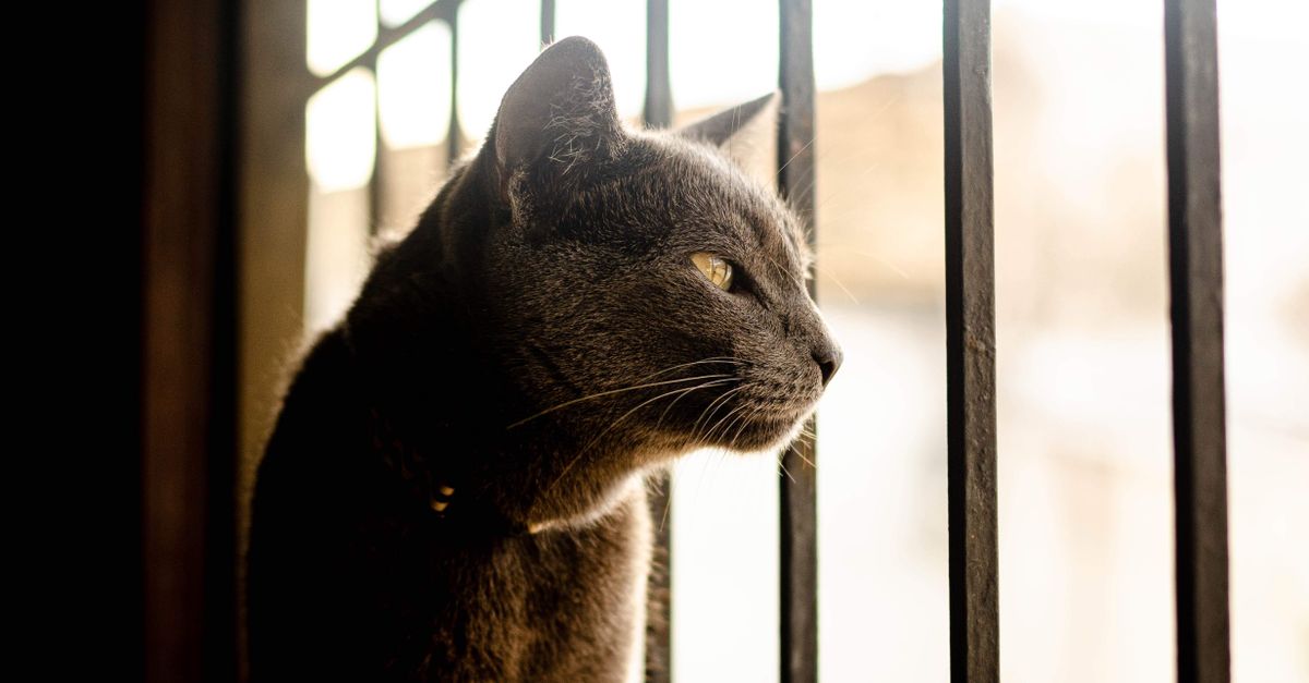 Cat Bored Alone? 7 Ways to Beat Daytime Boredom