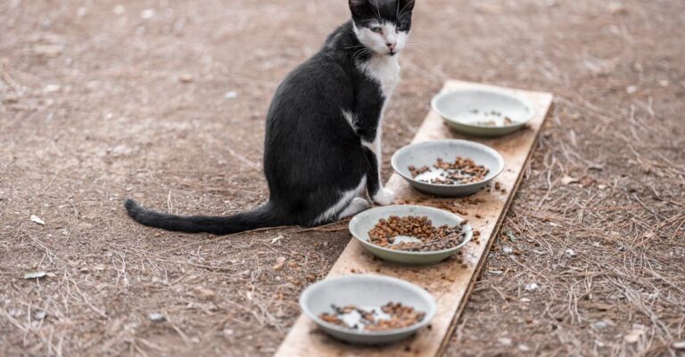 Cat Not Eating While Alone? 7 Proven Fixes That Work