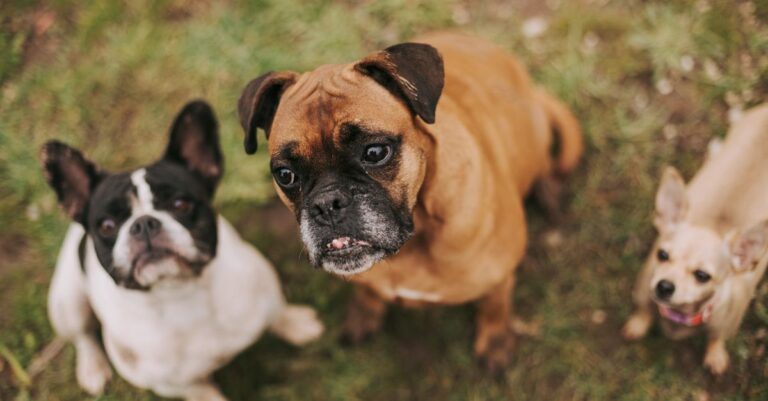 Gifts for Dog Owners: 8 Smart Gadgets They’ll Actually Use