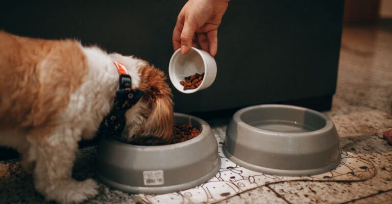 Dog Not Eating While You’re Away? 7 Proven Fixes That Work