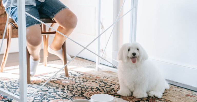 Elevated Dog Bowls: 6 Reasons Neater Feeder Wins