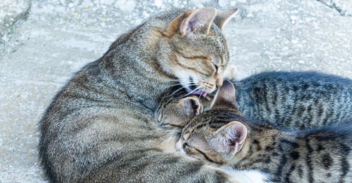 Introducing a New Cat to Your Home: 7 Calm Steps