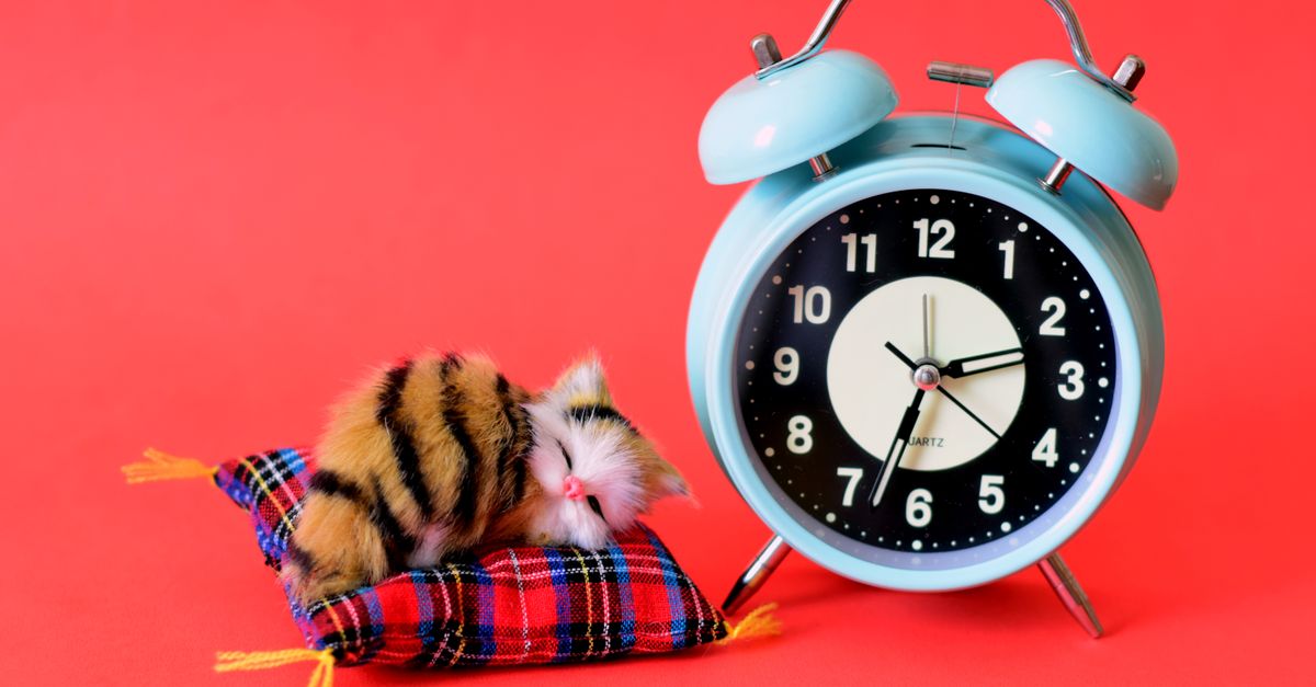 My Cat Keeps Waking Me Up at Night — Why It Happens and How to Actually Fix It