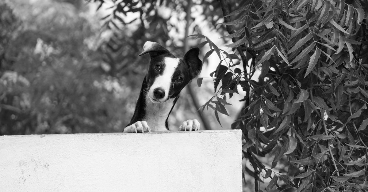 Pet camera for separation anxiety watching a dog left home alone