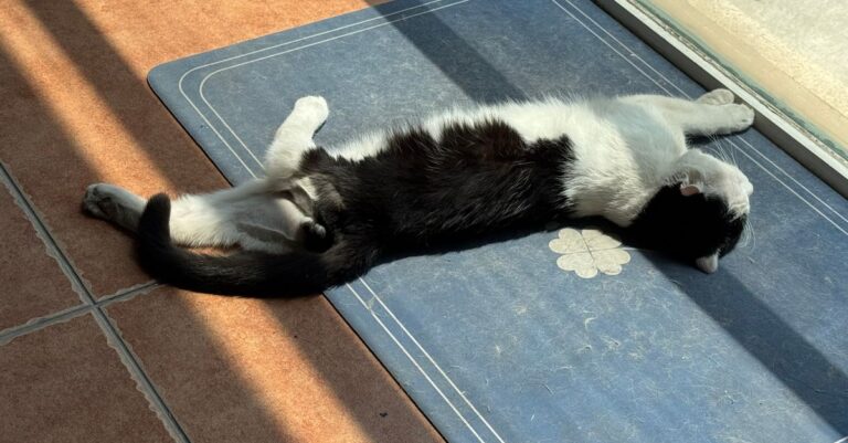 Pet Feeding Mat: 5 Proven Reasons This 20×12 Placemat Wins