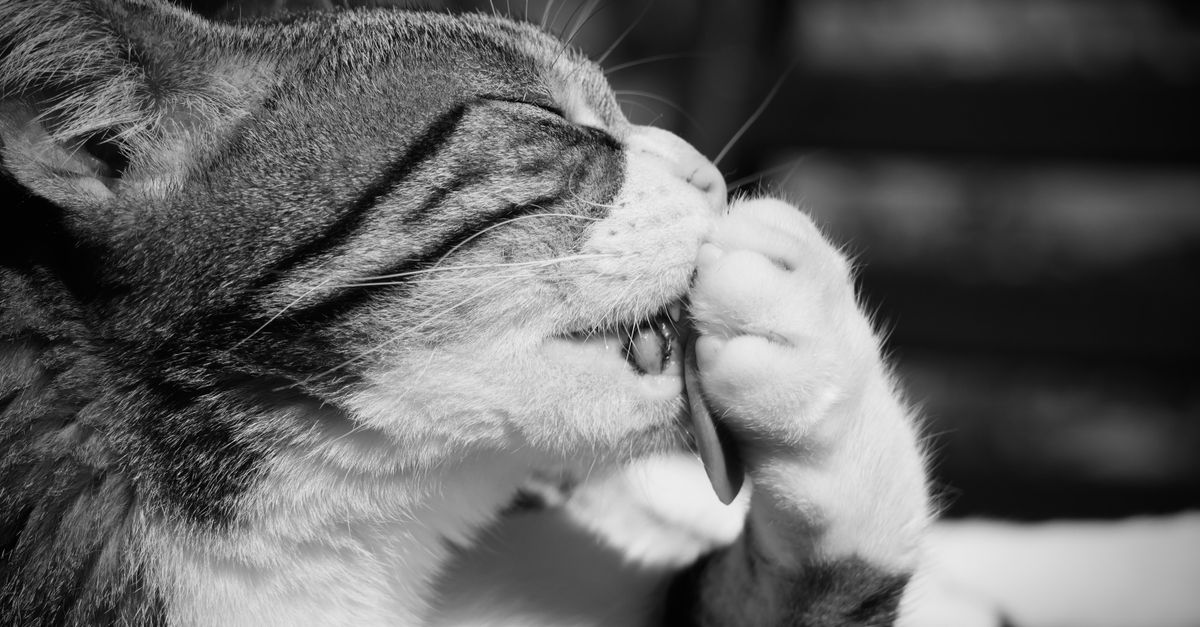 Self-Cleaning Litter Box: 7 Proven Reasons PuraMax 2 Wins