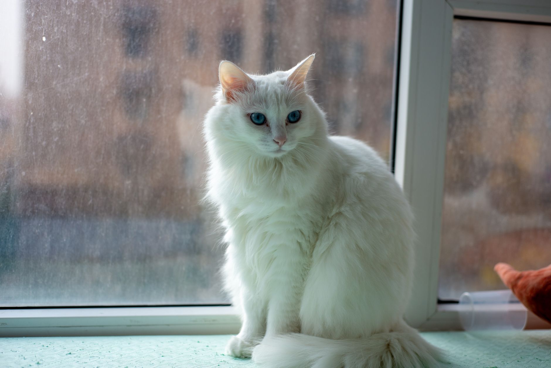 Elegant white cat with blue eyes sitting by a window, capturing natural light indoors.