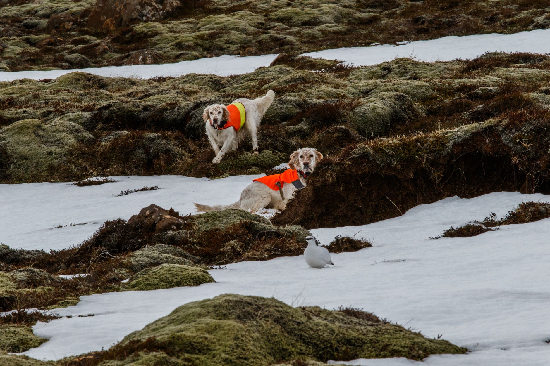 Two dogs in bright vests on a snowy Icelandic landscape, ready for hunting.