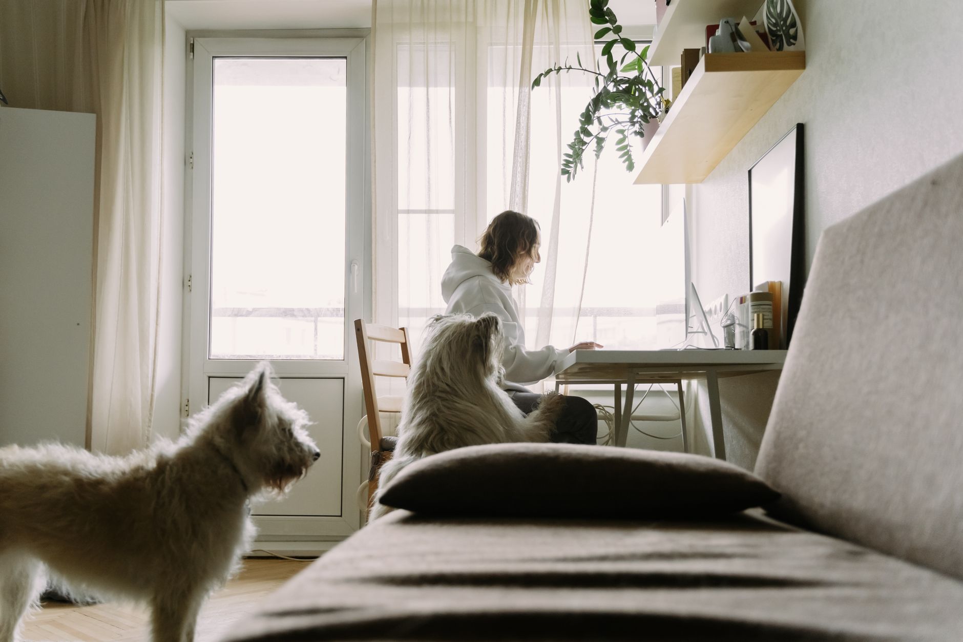 A woman works at her desk at home, accompanied by her two pet dogs.