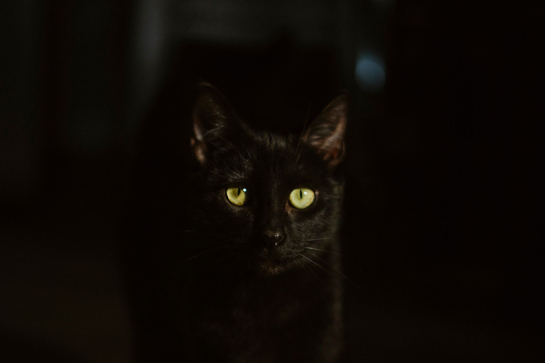 A black cat with striking green eyes gazes into the camera, surrounded by darkness.