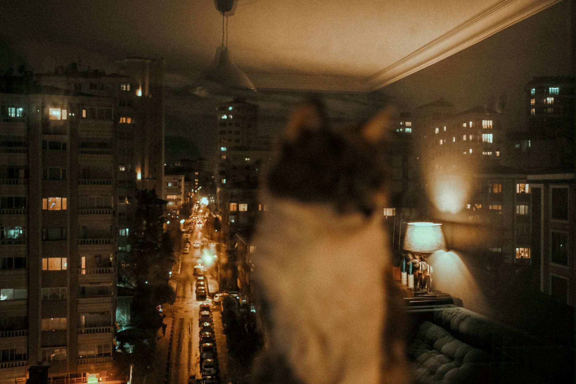 A blurred cat with a cityscape reflection in a window during nighttime, showcasing urban living.