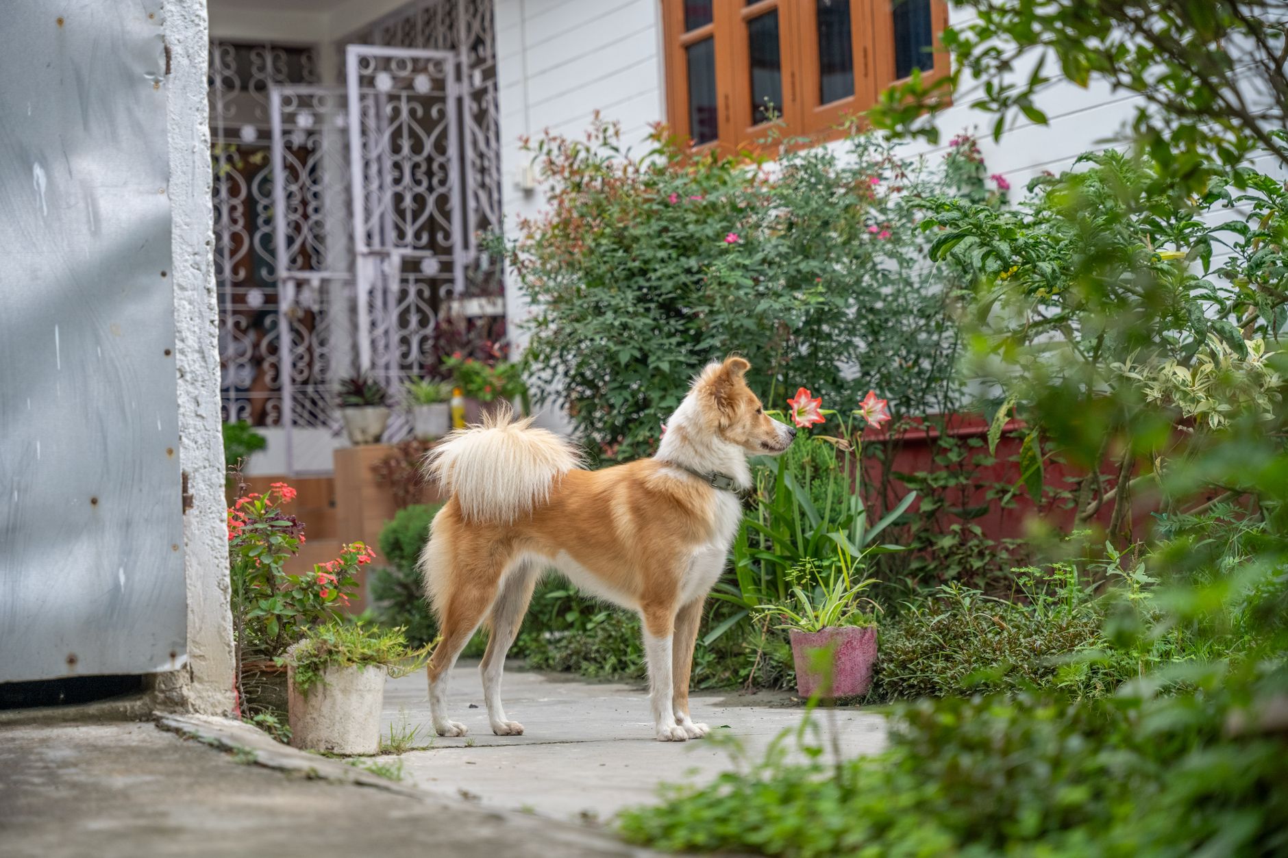 A collie dog attentively observes its surroundings in a lush garden.