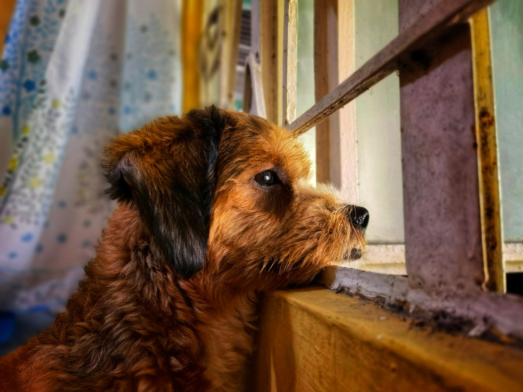 Adorable brown dog gazing outside through a window, capturing a moment of curiosity and reflection.