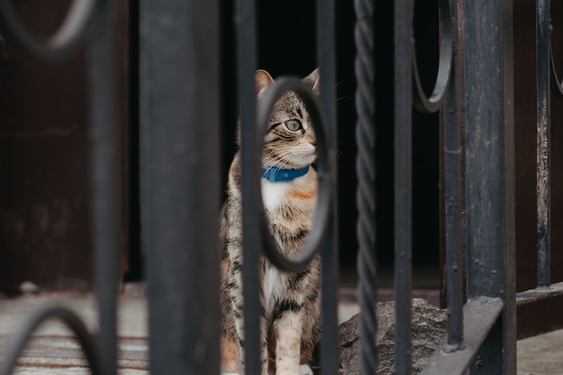 Cute fluffy tabby cat with blue collar sitting on pathway behind shabby black fencing with decorative elements on street
