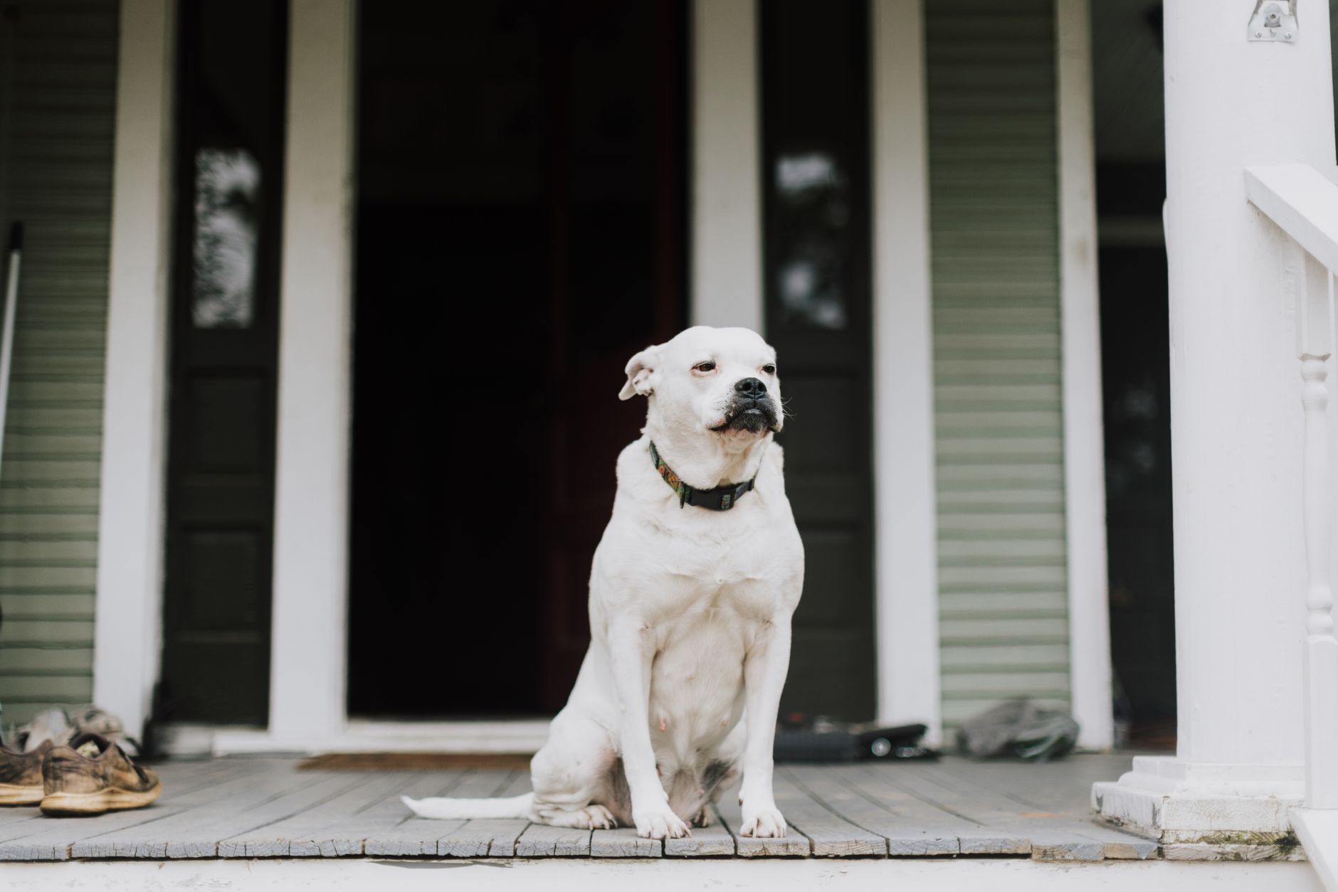 Serene white dog sitting on a wooden porch of a house, showing a calm demeanor.