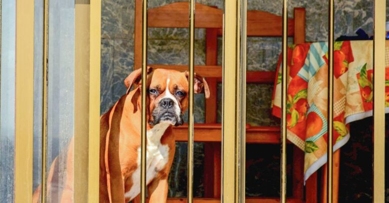 Indoor Dog Gate for Stairs: InnoTruth 29.6–39.1 in Review