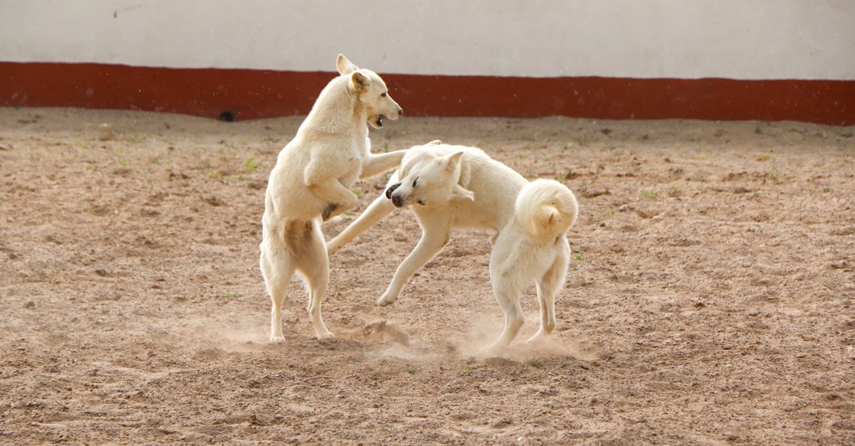 Pets Fighting at Home? 7 Fixes That Restore Peace