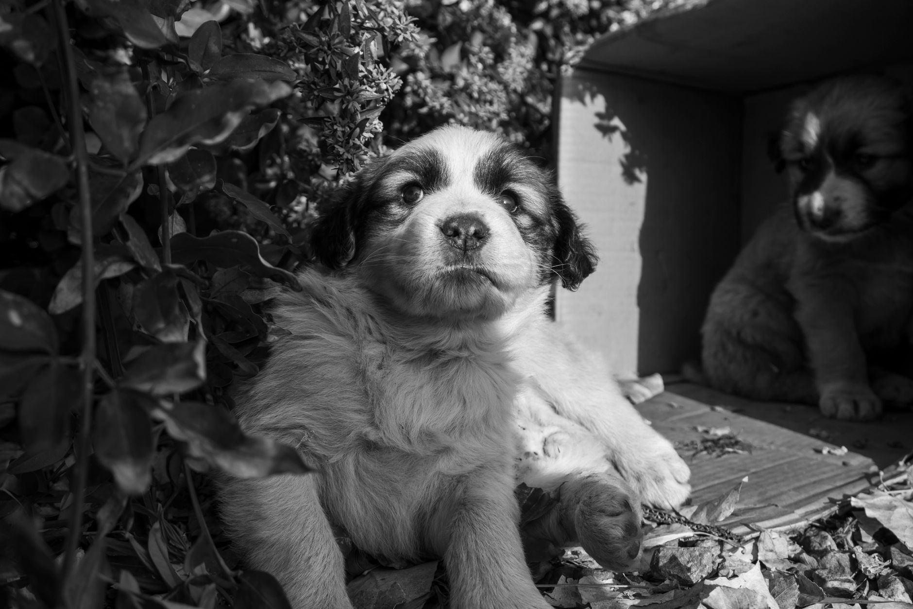 Black and white photo of two puppies resting outdoors in a cardboard box.