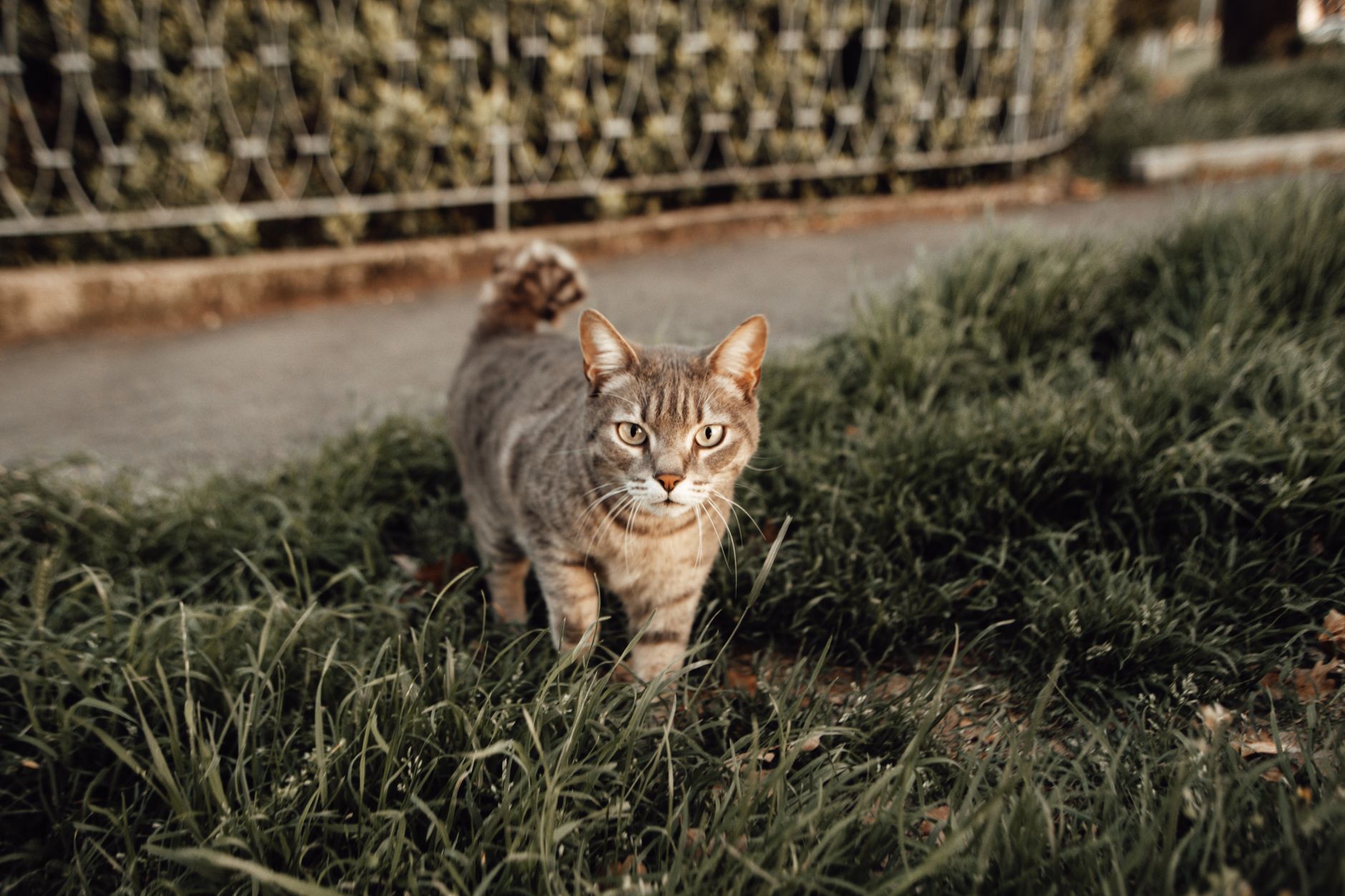 A focused tabby cat exploring through lush green grass outdoors.