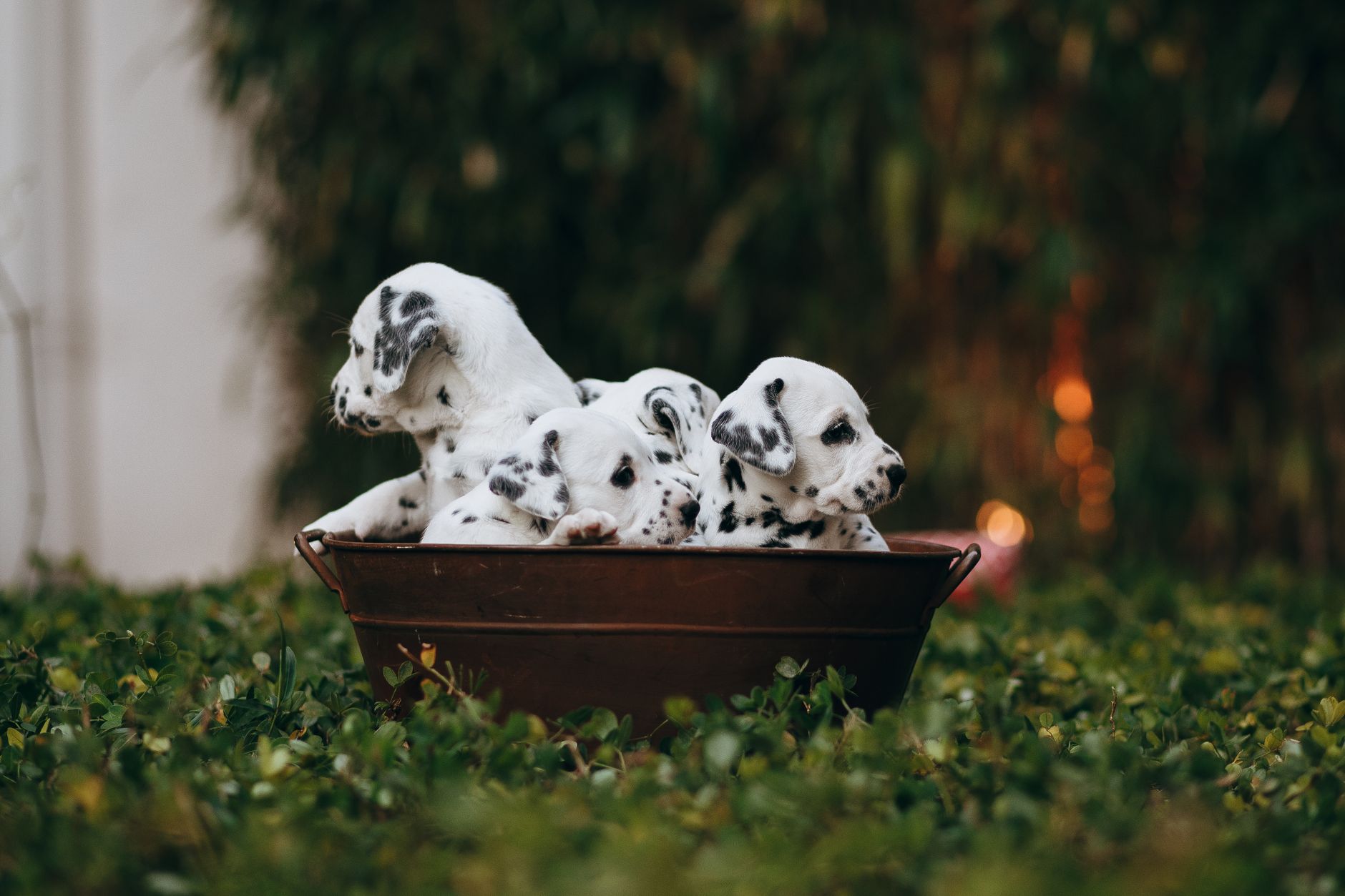 Charming Dalmatian puppies sitting in a rustic basket surrounded by lush green grass outdoors.