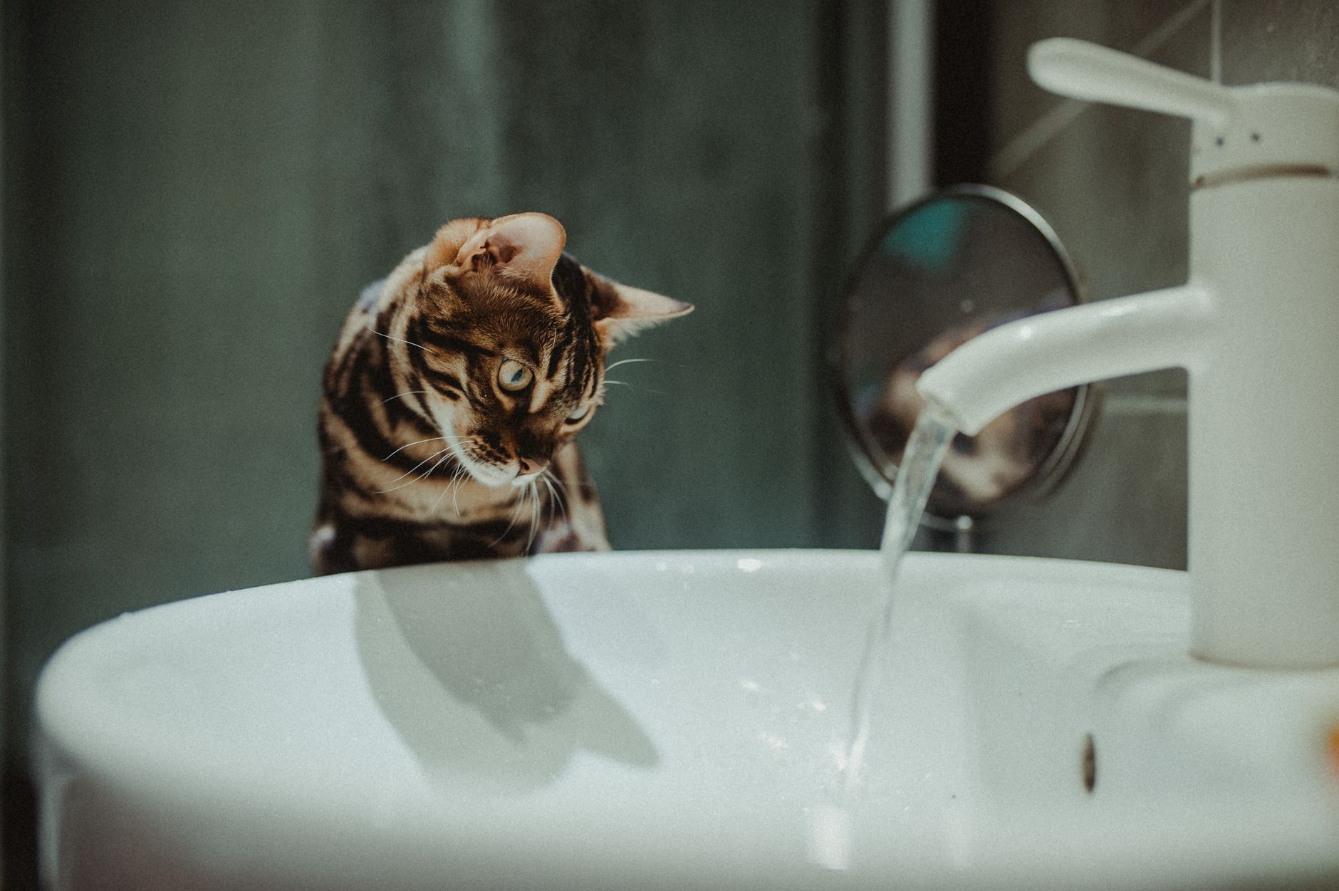 A Bengal cat attentively watches water flowing from a bathroom faucet, showcasing curiosity.